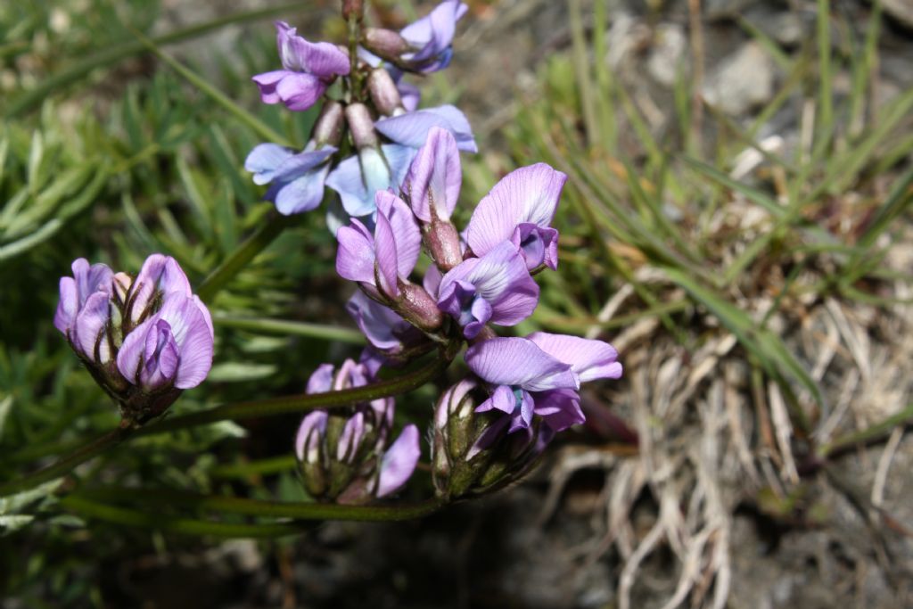 Oxytropis helvetica e Oxytropis neglecta